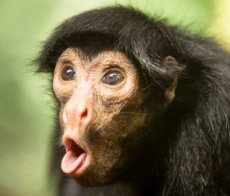 Is Monkey D Luffy Stronger Than Yuji Itadori In Their Epic Showdown?